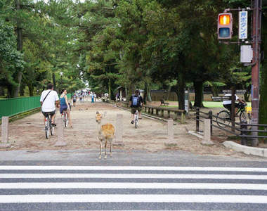 失控的《奈良小鹿》竟然會乖乖等紅燈過馬路！？
