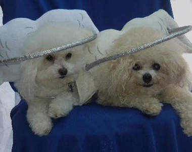 《盲犬保護翼》專為看不見的狗狗們設計的小翅膀