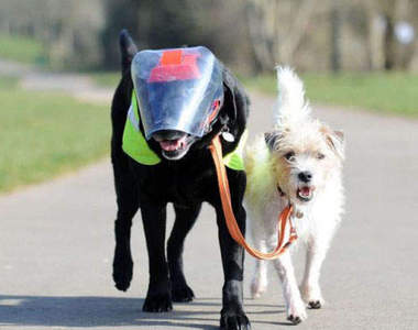 友情《導盲犬》~導的不是人而是自己的好兄弟