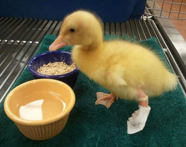 《3D列印鴨掌》斷肢重生的感動 (是洋蔥...)