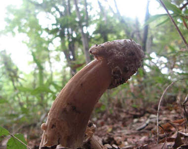 日本猛茸　被視為珍奇的菇類揪~竟是什麼菇呢？