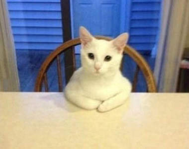 《等開動貓》是可以吃飯了沒？（怒喵）