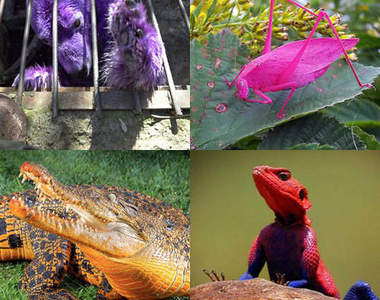 《彩色動物》我沒有PS～真的是這個顏色啦