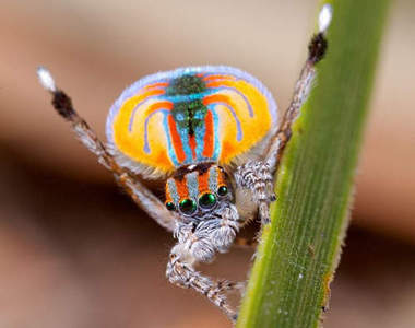 孔雀蜘蛛　會張開鮮豔腹部來求偶的奇特蜘蛛