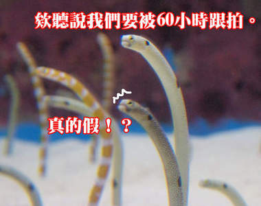 超謎生放送企劃《花園鰻60小時觀察》搞不好會很有人氣...(呆)