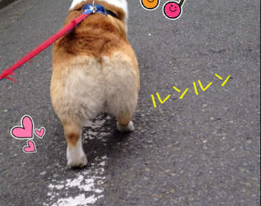 看了也好治癒的《柯基屁屁》ε٩(๑> ₃ <)۶з