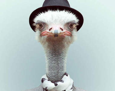 《動物時尚》穿起衣服就是有模有樣～