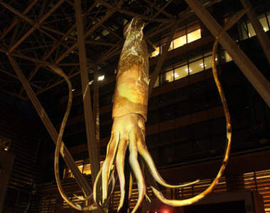 六本木捕獲巨大深海魷魚?4D巨型魷魚藝術品