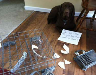 《壞狗狗掛牌示眾II》我其實不知道錯在哪;(