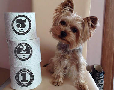 《狗狗衛生紙祭》你家的狗狗身高是幾個捲筒衛生紙呢？