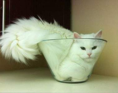 超萌《貓鍋》上菜　不管什麼容器都能窩=w=