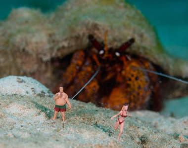 《水下小人國微景》寄居蟹來襲塊陶啊－－