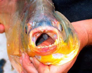 巴黎切蛋魚出沒注意　塞納河之中傳出蛋蛋的哀傷