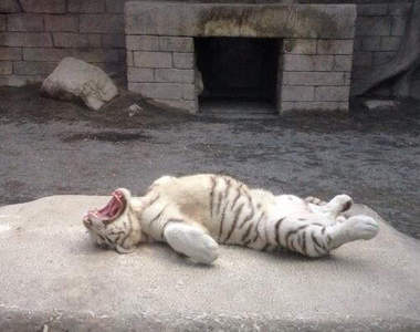 超無防備狀態的《小白虎》根本就是絨毛娃娃吧你～⚈̤꒫⚈̤