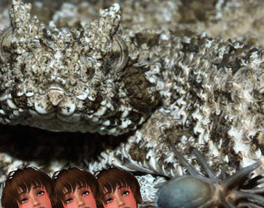 蛛尾擬角蝰 蛇身蜘蛛尾的特別奇型種看上去超驚嚇