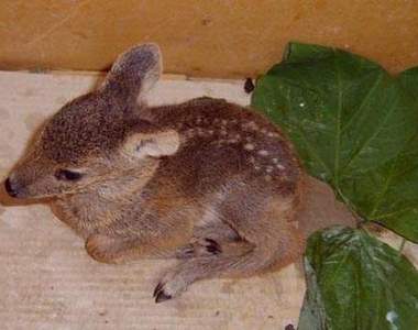 撿野生動物回家養？這樣真的好嗎......