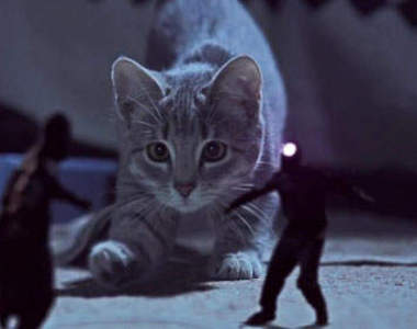 喵的守護者～貓貓又萌又帥犯規拉～