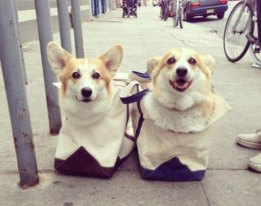 2013年流竄在2CH上的超萌柯基犬