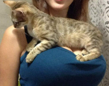 《胸部上的貓》我可以當那隻貓嗎?