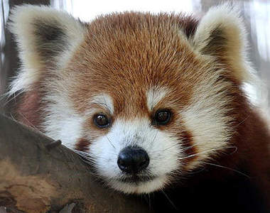 日本《小貓熊》的樂園　竟然在鱷魚園區內！？