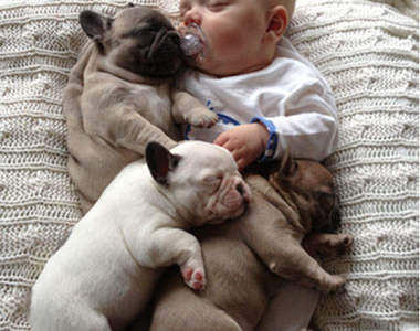 《小寶寶和鬥牛犬》睡翻萌照  我...我要融化了......>"<