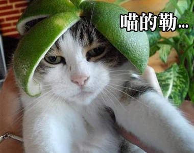 《裝備頭盔的貓》防禦力+100 喵~ヽ( Φ౪Φ)ノ