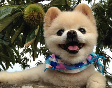 《日本人氣寵物名》你家狗狗的名字也上榜了嗎？