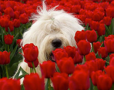 狗麻豆《牧羊犬姐妹花》~鏡頭到底在哪裡？