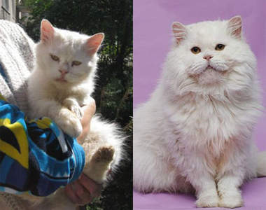 那些曾流浪街頭的貓咪　現在牠們活得如此美麗