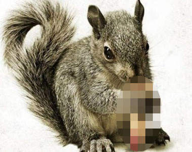 恐怖電影《食人松鼠》看到他在吃什麼的瞬間我哭了.......