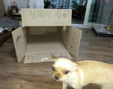 韓網友的《紙箱狗屋》竟然還有密碼鎖XDD