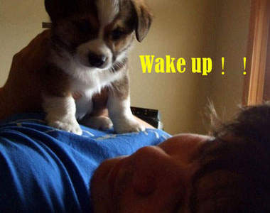 Good Morning!!《狗狗叫床法》主人~~你是要睡到天荒地老嗎?