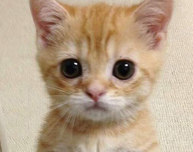 網友抗議《最可愛動物 TOP 20》怎麼沒有柴犬（翻桌）