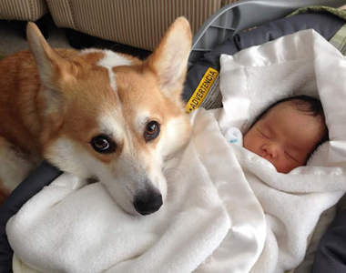 《守在孩子身旁的柯基》你怎麼會貼心成這樣 好想把你抱回家❤