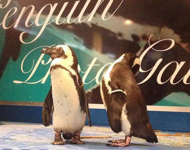 東京都內唯一《企鵝酒吧》用餐同時還有企鵝可以看喔♥