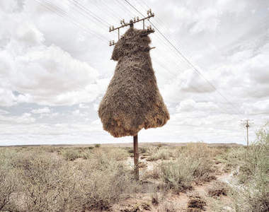 《藝術鳥巢》創作者當然是鳥類裡的建築師囉♥