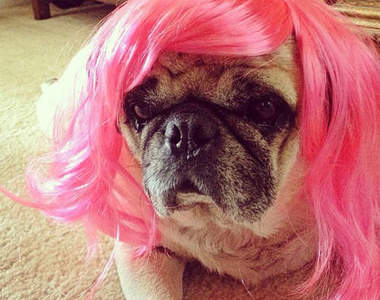 《巴哥犬戴假髮》媽媽說我長得美（撥頭髮）