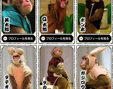 《日光猿軍團》解散通知,猴子爺爺終於要退休啦