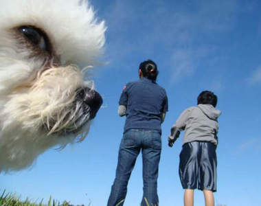 《意外入鏡動物》你們是來踢館的吧= =凸
