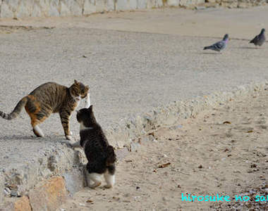 《貓的惡作劇》看看淘氣貓是怎麼捉弄同伴吧～～