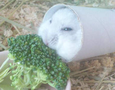 捲筒式哈姆太郎?就連吃飯也要帶著捲筒一起移動ෆ◕ㅂ◕ෆ