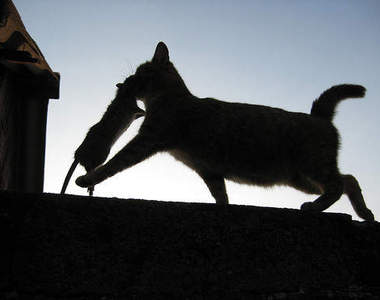 《貓影繪》超美的貓咪身影～