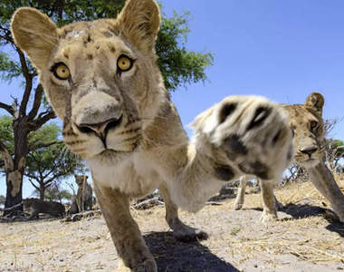《野生獅子超近距離攝影》見識大貓肉球的威力