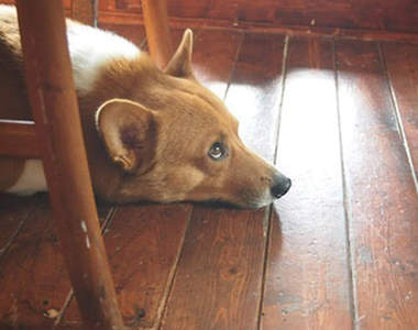 柯基酒吧咖啡廳 這店長腿真是有夠短