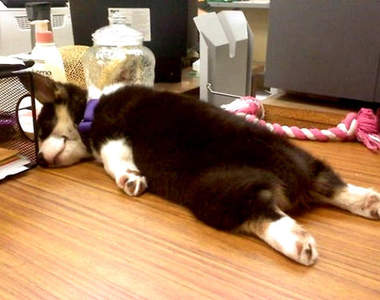 《愛睏動物》你們也有Monday Blue嗎？