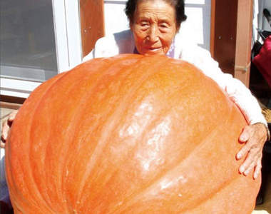 韓國《巨型南瓜》想要吃它，還得搬得動它