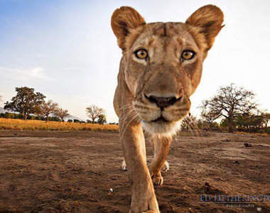 《獅子與相機》把相機還給我啊~~~~