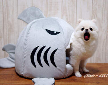 原來鯊魚吃博美竟然會是件如此可愛的事(｡◕ˇ∀ˇ◕人)