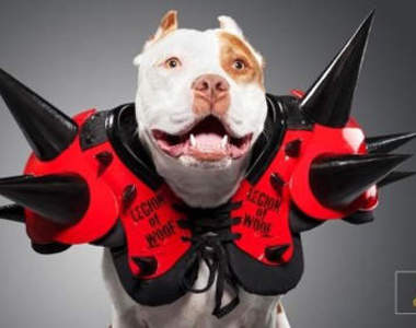 《摔角巨星狗狗版》你最想看哪一組上摔角臺？