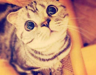 貓的～你知道 2012 世界上最引人注意的貓咪是誰嗎！？